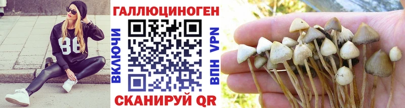 Псилоцибиновые грибы Psilocybe площадка как зайти Новомичуринск